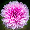 Dahlias 22