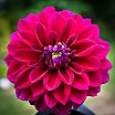 Dahlias 22