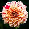 Dahlias 22