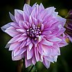 Dahlias 22
