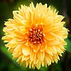 Dahlias 22